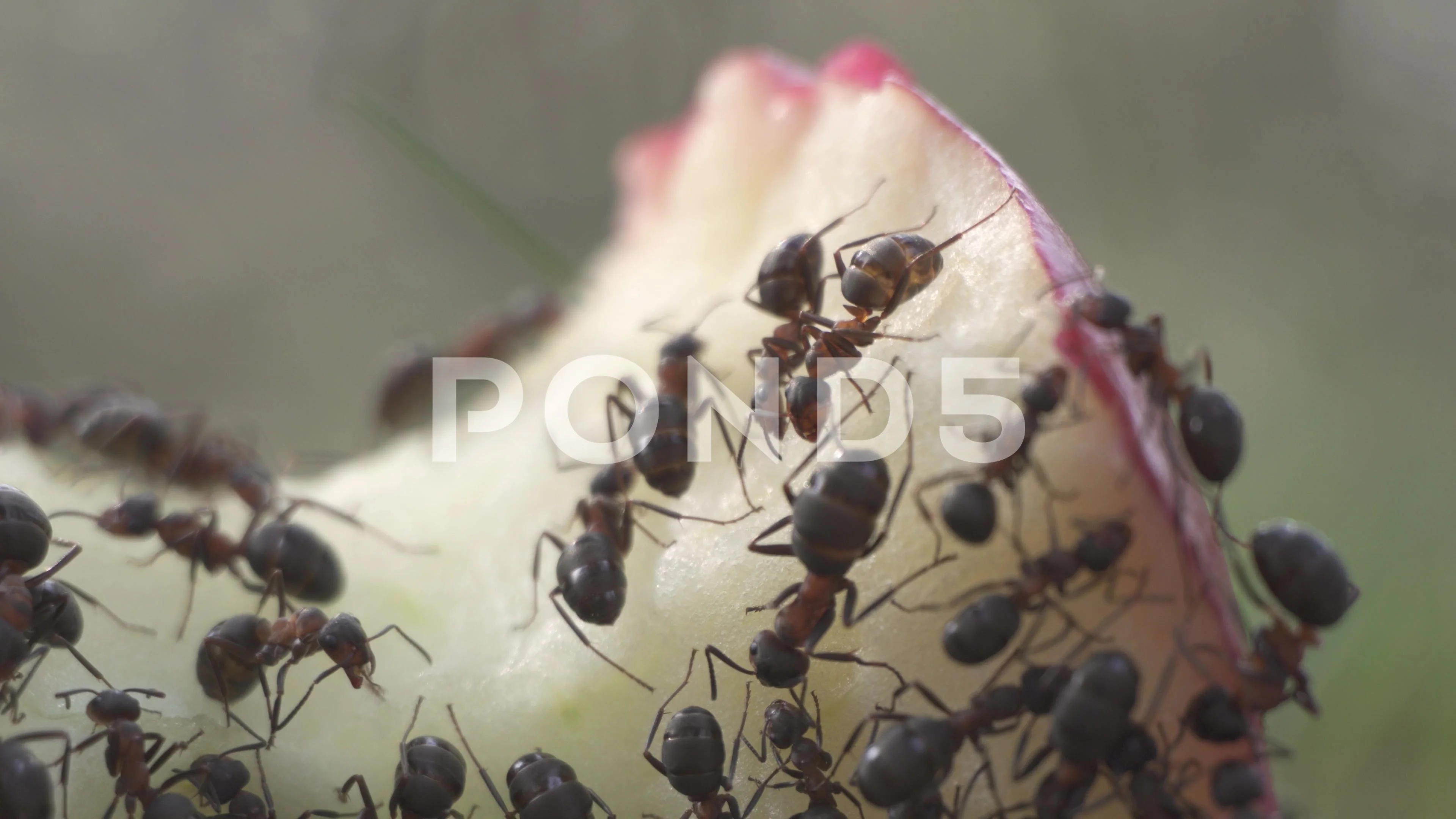 Image of Black Ant Eats A Rotten Mango Macro Closeup-WE163162-Picxy