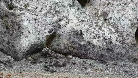 A colony of black ants that move quickly against the backdrop of caches in the Stock Footage 113918326