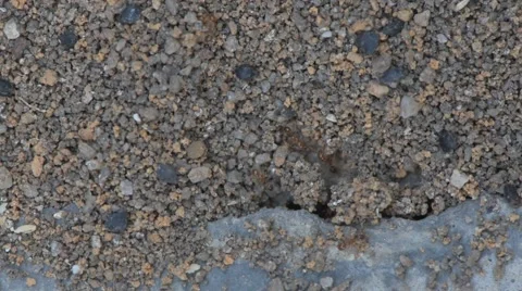 Colony of black ants working around their nest Stock Footage 49269292