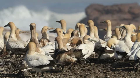 Colony of breeding Cape gannets, Bird island, Lamberts Bay, South Africa Stock Footage