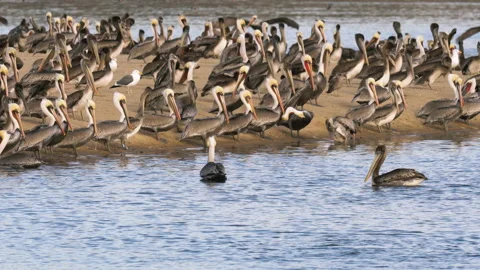 Colony of brown pelicans on the beach close to the river. Video stock 221583734