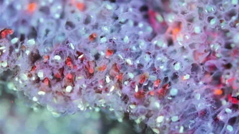 Colony of bryozoans under a microscope. Sometimes they are called Ectoprocta Stock Footage 322508802