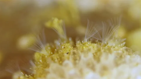 Colony of bryozoans under a microscope. Sometimes they are called Ectoprocta. Stock Footage 340773406
