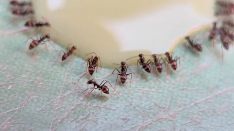 Colony of busy ants marching on leaf surface showing teamwork and nature Video stock 333805352