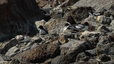 Colony of Cape petrels(daption capense)on the rocks of the island in the sea Stock Footage 73691733