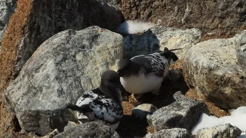 Colony of Cape petrels(daption capense) the rocks of the island of Haswell Stock Footage 73708893