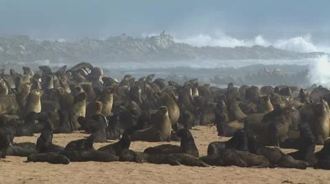 Colony of Cape seals Stock Footage 11233234