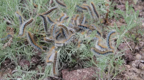 Colony of caterpillars Video stock 22936462