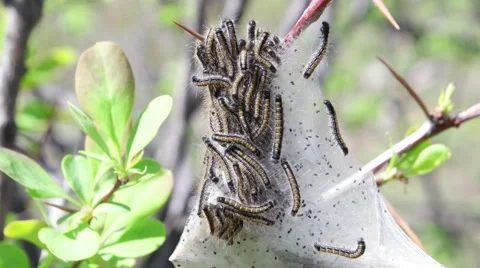Colony of caterpillars Stock Footage 64592480