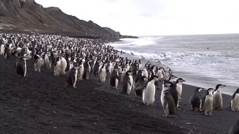 Colony Of Chinstrap Penguins Stock Footage 170358153