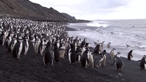 Colony Of Chinstrap Penguins Video stock 170358196