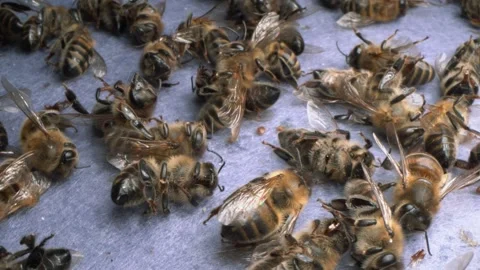 Colony collapse disorder. Affliction with Varroa mites Stock Footage 210095220
