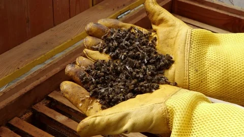 Colony Collapse Disorder. Beekeeper holding a dead bees. Pesticides, the varroa Video stock 238714493