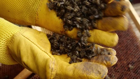 Colony Collapse Disorder. Beekeeper holding a dead bees. Pesticides, the varroa Stock Footage 276451363