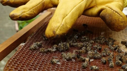 Colony Collapse Disorder. Beekeeper holding a dead bees. Pesticides, the varroa Stock Footage 281129258