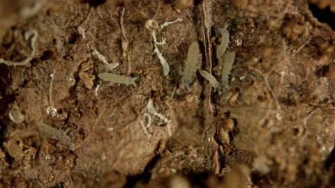 Colony Collembola insect under the microscope, family Isotomidae. Stock-Footage 146115839