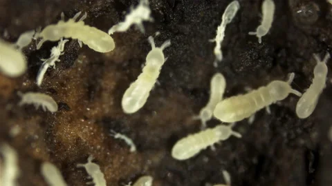 Colony Collembola insect under the microscope, Order Poduromorpha, family Video stock 154490368