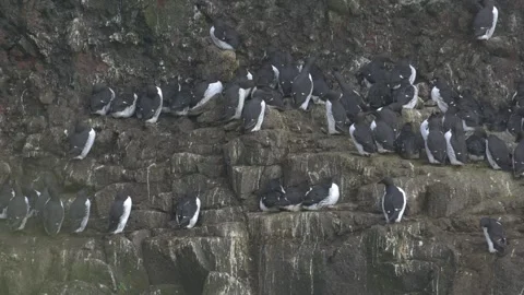 Colony of Common Murres Perched on a Rocky Sea Cliff in Iceland Stock Footage 339751401