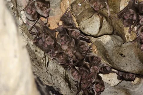 Colony of the Common Vampire Bat (Desmodus rotundus) in a limestone cave. Stock Photos