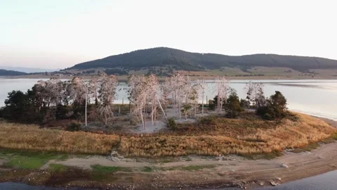 Colony of cormorants on a dead pine trees. Batak lake, Bulgaria Stock Footage 202141300