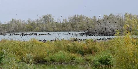 Colony of cormorants on the river. Photos