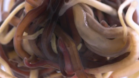 Colony of different Nemertea worms Stock Footage 285951471