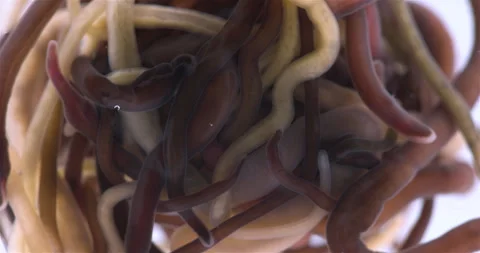 Colony of different Nemertea worms Video stock 291027228