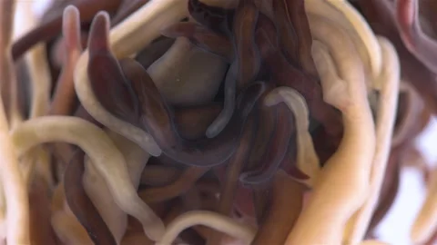 Colony of different Nemertea worms Video stock 292088364