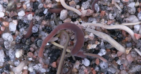 Colony of different Nemertea worms. Predators Stock Footage 296675263