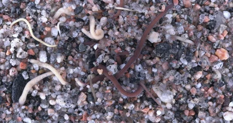 Colony of different Nemertea worms. White Sea Stock Footage 296801903