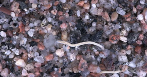 Colony of different Nemertea worms. White Sea Video stock 297213698
