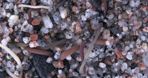Colony of different Nemertea worms. White Sea Video stock 297251598