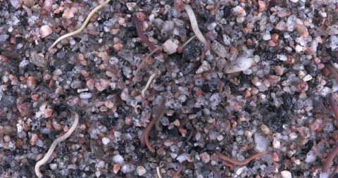 Colony of different Nemertea worms. White Sea Video stock 297251644