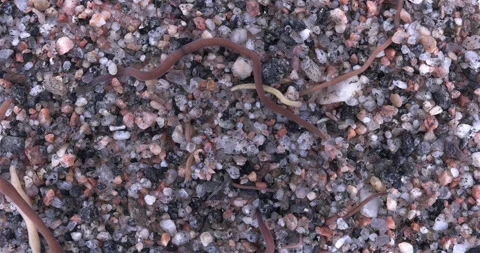 Colony of different Nemertea worms. White Sea Video stock 297252540