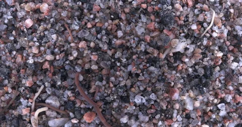 Colony of different Nemertea worms. White Sea Video stock 297252602
