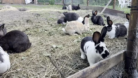 A colony of domesticated rabbits Stock Footage 245093889