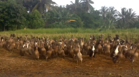 The colony of ducks Stock Footage 35424592