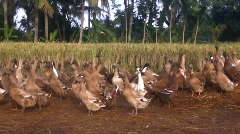 The colony of ducks Video stock 35425386