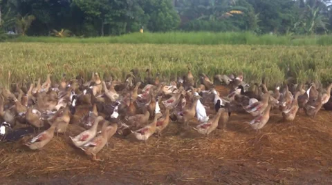 The colony of ducks Video stock 35428426