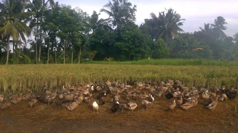 The colony of ducks Stock Footage 35430835