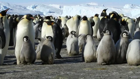 In a colony of Emperor penguins Stock Footage 73660508