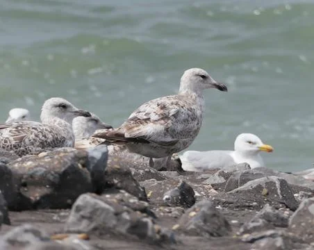 A colony of European herring gulls (Larus argentatus); the sea in the background Stock Photos