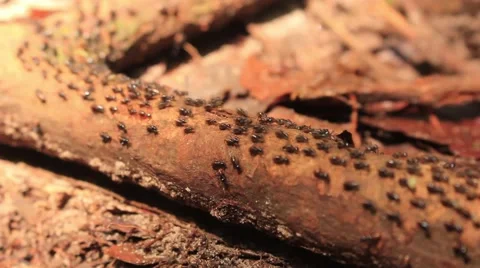 Colony of fire ants marching along a path in Borneo Rainforest, Malaysia Stock Footage