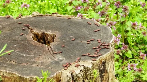 Colony of firebugs , Pyrrhocoris apterus , on a tree log Stock Footage 152816025