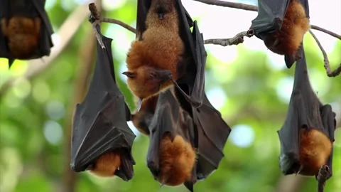 Colony of flying fox bats hanging in tropical forest Stock-Footage 340080437