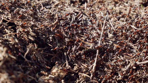 Colony of forest ants on dead tree stump. Ants participate in recycling of organ Stock Footage 276458921