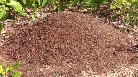 A colony of forest ants is located in an anthill. Video stock 288709613