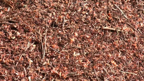 A colony of forest ants is located in an anthill Video stock 288709963