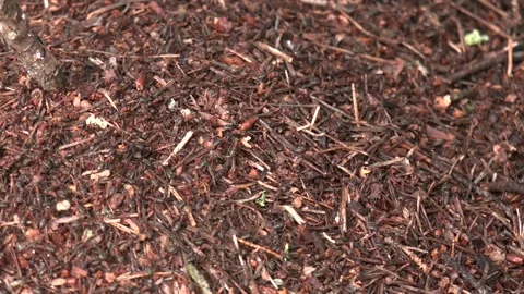 A colony of forest ants is located in an anthill. Stock Footage 288711621