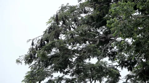 A Colony of Fruit Bats Hanging Upside Down in a Tree, Jungle in Bali, Indonesia Vídeo Stock 1807770